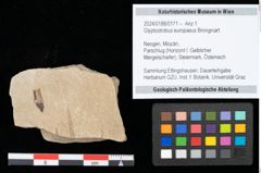Foto (Objekt + Etikett) von Glyptostrobus europaeus Brongniart (NHMW-GEO-2024-0188-0171)